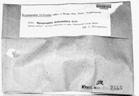 Image of Opegrapha dolomitica